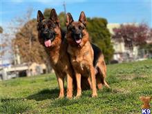 german shepherd puppy posted by roman123