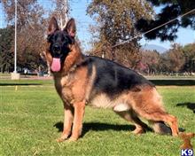 german shepherd puppy posted by roman123