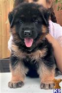 german shepherd puppy posted by roman123