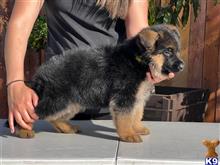 german shepherd puppy posted by roman123