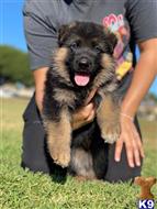 german shepherd puppy posted by roman123