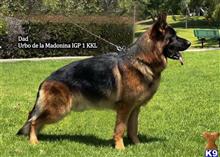 german shepherd puppy posted by roman123