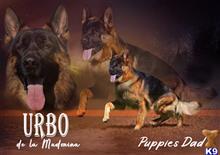 German Shepherd