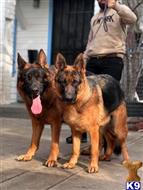 german shepherd puppy posted by roman123