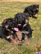 german shepherd puppy posted by roman123