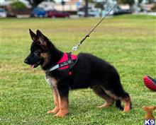 German Shepherd