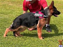 German Shepherd