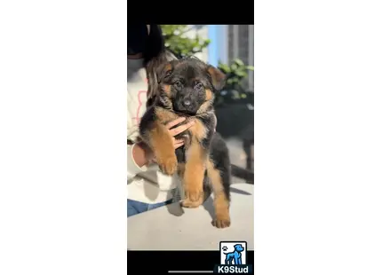 a person holding a german shepherd dog