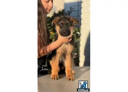a person holding a german shepherd dog