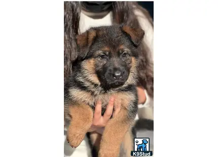 a person holding a german shepherd dog