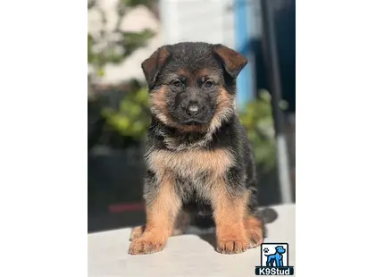 a german shepherd puppy sitting on a ledge