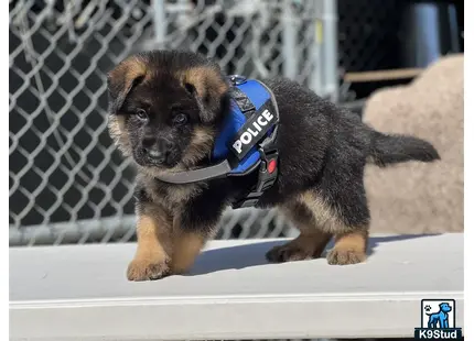 a german shepherd dog wearing a harness