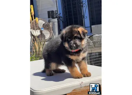 a german shepherd dog sitting on a table