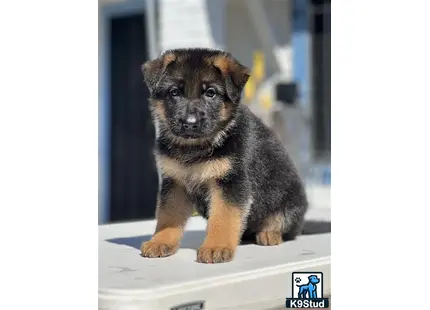 a small german shepherd puppy on a white surface