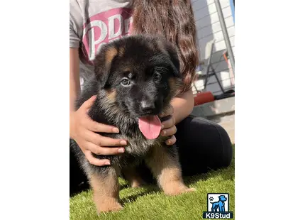 a person holding a german shepherd puppy