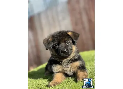 German Shepherd puppy for sale