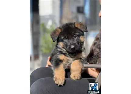 a german shepherd puppy sitting on a chair