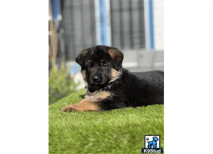 a german shepherd dog lying on a green surface