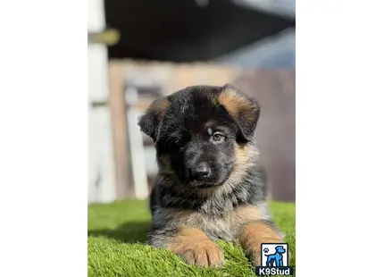 a german shepherd puppy lying on grass