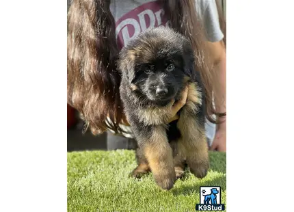 a small black and white german shepherd puppy