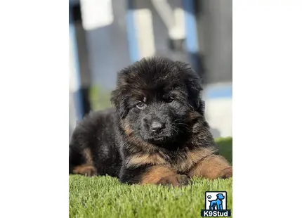 German Shepherd puppy for sale