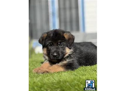 German Shepherd puppy for sale