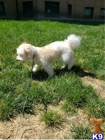 Bichon Frise stud dog