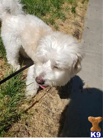 Bichon Frise stud dog