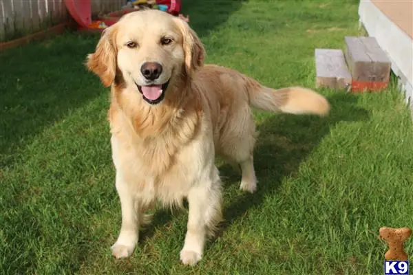 Golden Retriever stud dog