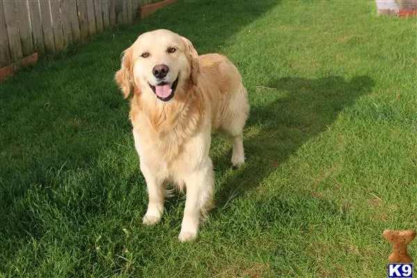 Golden Retriever stud dog