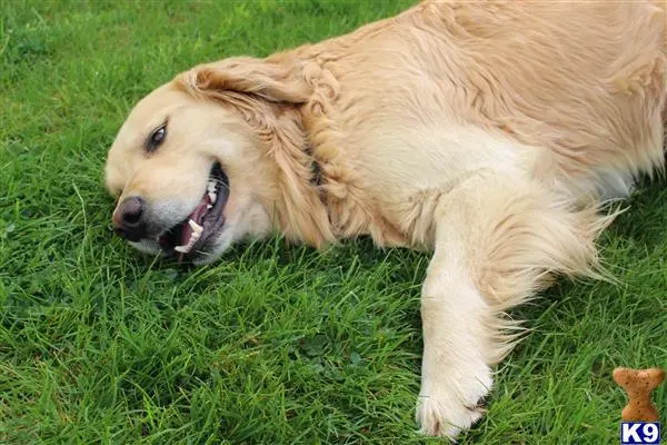 Golden Retriever stud dog