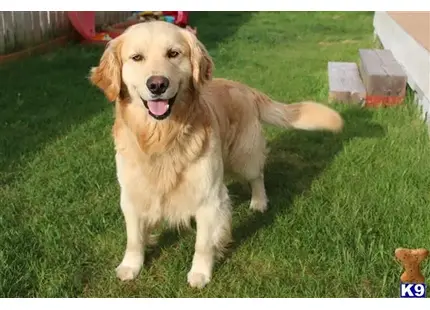 Golden Retriever