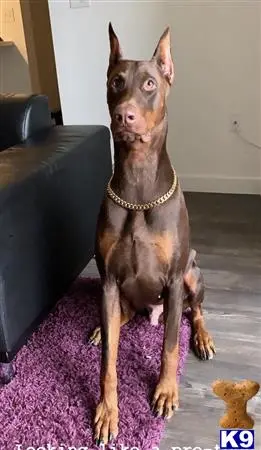 Doberman Pinscher