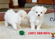 maltese puppy posted by romasom12