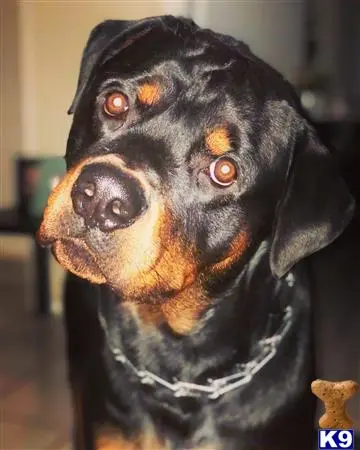 Rottweiler stud dog: a rottweiler dog with a scarf around its neck