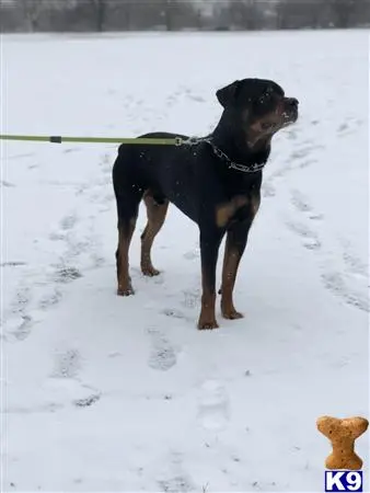 Rottweiler stud dog: a rottweiler dog standing in the snow