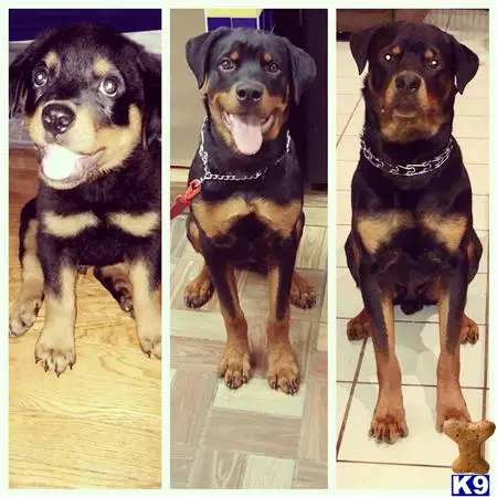 Rottweiler stud dog: a collage of a rottweiler dog