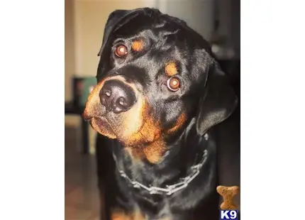Rottweiler stud dog: a rottweiler dog with a scarf around its neck