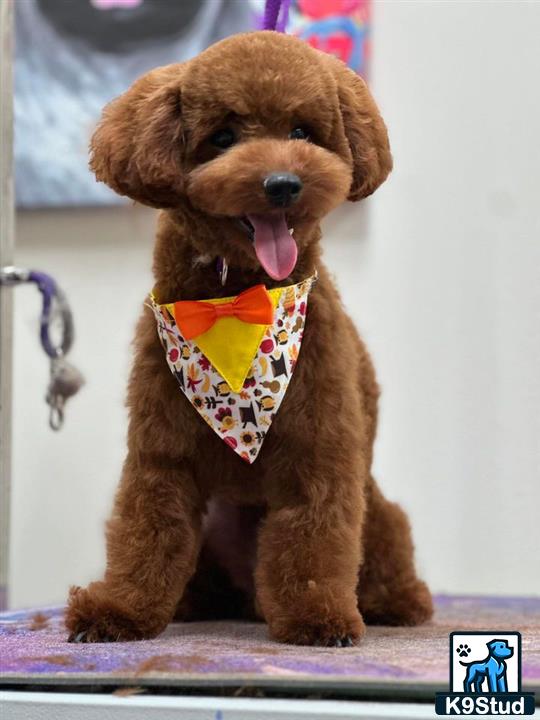 a poodle dog wearing a bow tie