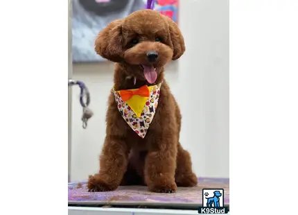 a poodle dog wearing a bow tie