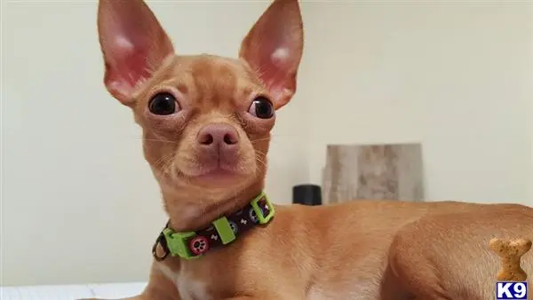 Chihuahua stud dog