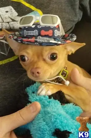 Chihuahua stud dog