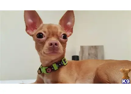 Chihuahua