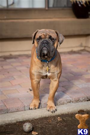 Old English Bulldog