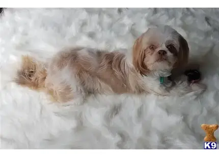 Shih Tzu