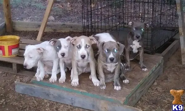 American Pit Bull puppy for sale