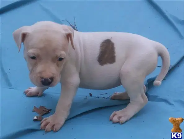 American Pit Bull puppy for sale