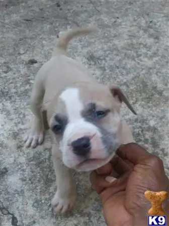 American Pit Bull puppy for sale