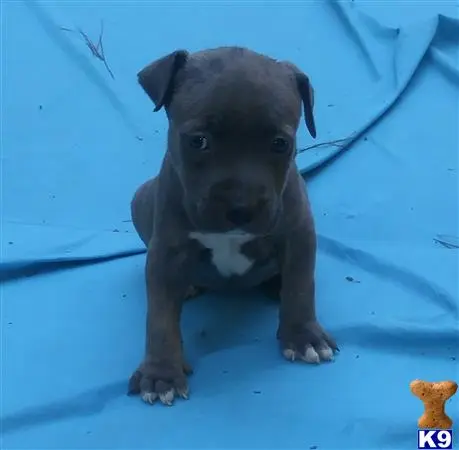 American Pit Bull puppy for sale