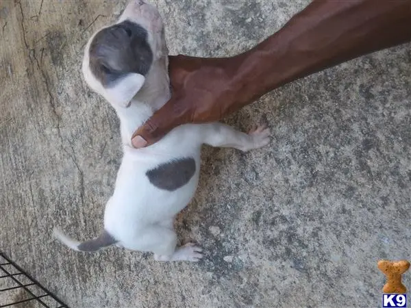 American Pit Bull puppy for sale